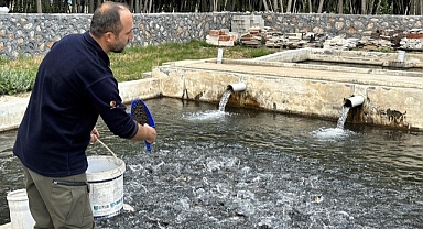Malatya'da alabalık üretimi katlanarak arttı