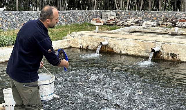 Malatya'da alabalık üretimi katlanarak arttı