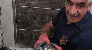 Malatya'da atık su hattına düşen yavru kedi kurtarıldı