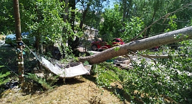 Malatya'da şiddetli fırtına ağaçları devirdi