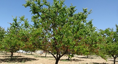 MTB Başkanı Özcan: