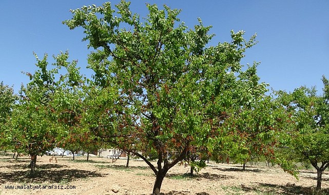 MTB Başkanı Özcan: 