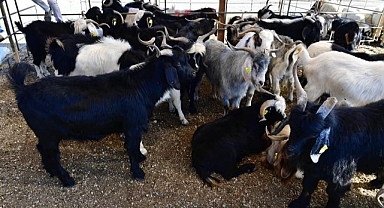 Yeşilyurt Belediyesi 41 noktada kurban satış ve kesim yeri belirledi