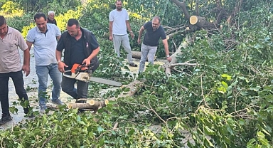 Arapgir'de fırtına ağaçları devirdi