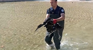 Havuza düşen yaralı leylek koruma altına alındı