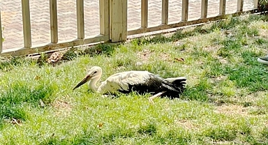İlk uçuşunda yere çakılan yavru leylek, koruma altına alındı
