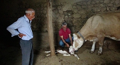 Malatya'da çift başlı doğan buzağı şaşırttı