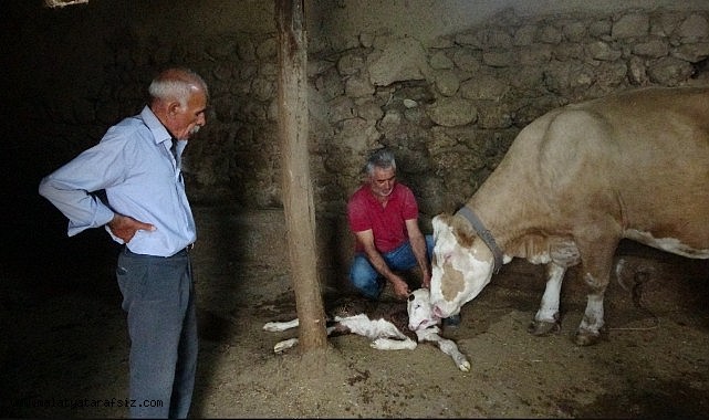 Malatya'da çift başlı doğan buzağı şaşırttı