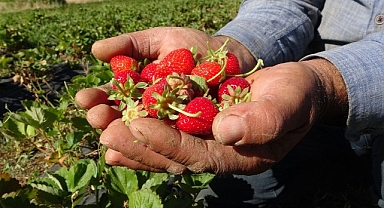 Malatya'da çilek hasadı yüzleri güldürüyor