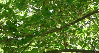 Malatya'da meyve üretiminde baraj çevresi umut oldu