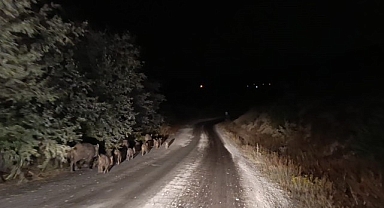 Malatya'da yaban domuzu sürüsü görüntülendi