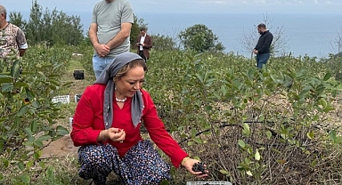 Aronya Akçaabat'tan dünyaya açılıyor