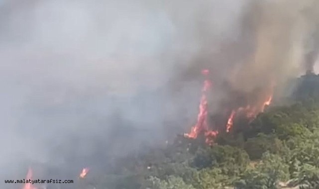 Doğanyol'da orman yangını