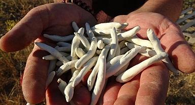 Kenger Sakızı 10 bin TL'ye satılıyor