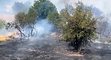 Malatya'da orman yangını