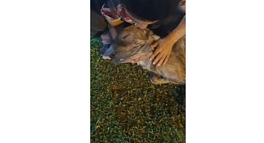 Malatya'da Sokak Hayvanları Katledildi