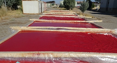 Fabrika gibi okul: Malatya'da öğrenciler domates yetiştirip salça üretiyor