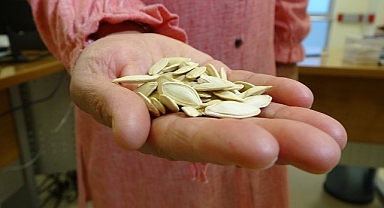 Kansersin, astımsın dediler: Akciğerinden kabak çekirdeği çıktı