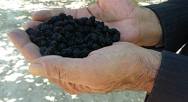 Kayısıya alternatif olarak yetiştirilen karadut yüz güldürüyor