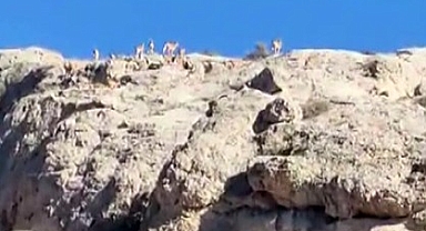 Malatya'da dağlık alanda yaban keçisi sürüsü görüntülendi