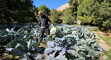 Malatya'da Gökyar lahanasında hasat zamanı