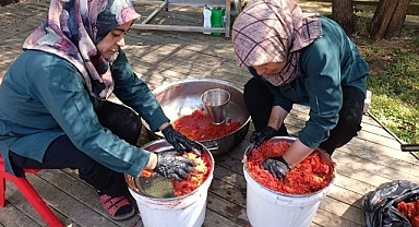 Malatya'da Kadın Kooperatifinden organik domates hasadı