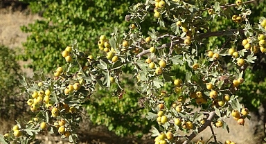 Malatya'da şifa deposu alıçta hasat zamanı