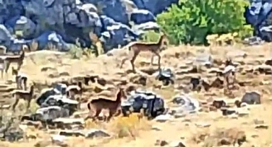 Malatya'da sürü halindeki yaban keçileri görüntülendi