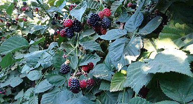 Malatya'da bitkisel üretim çeşitliliğinde üzümsü meyvelerin üretimi yaygınlaşıyor