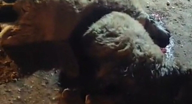 Tırın çarptığı 13 küçükbaş hayvan telef oldu