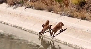Yaban keçileri sulama kanalında su içerken görüntülendi