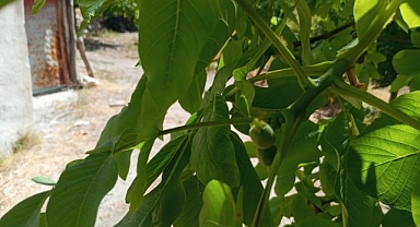 Malatya'da mevsim dışında meyve veren ceviz ağaçları şaşırttı