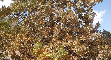 Malatya'da şifa deposu alıçta hasat devam ediyor