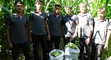 Malatya'da Tarım Lisesi Öğrencileri silajlık mısır hasadına başladı