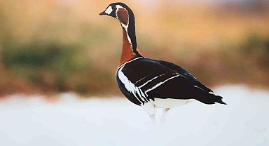 Malatya'da 'Kuşların Dünyası' sergisi yoğun ilgi gördü