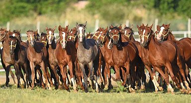 Milyonluk taylar görücüye çıkmaya hazırlanıyor