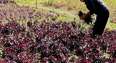 Reyhan Üretimi Katlanarak Artıyor: Üretici de Tüketici de Memnun