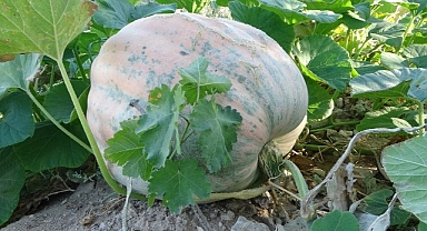 Zirai donun vurduğu Malatya'da bal kabağında yüksek verim