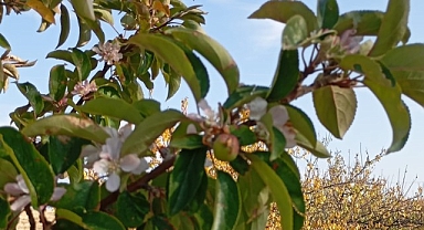 Malatya'da elma ağacı çiçek açıp meyve verdi
