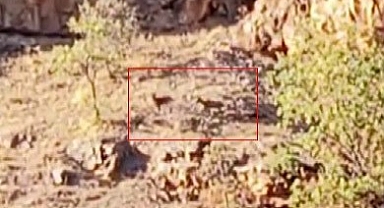 Malatya'da sürü halindeki yaban keçileri görüntülendi