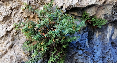 Malatya'ya özgü endemik bitki, sarı kantarondan daha etkili bulundu