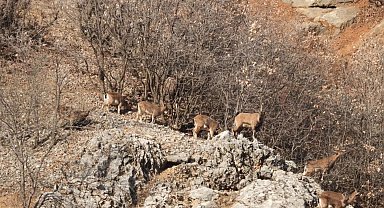 Malatya'da dağ keçileri görüntülendi