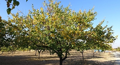 Zirai dondan etkilenen kayısı ağaçları gelecek yıl için umut veriyor