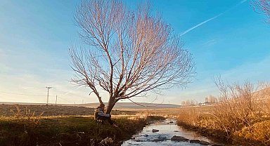 Ağrı'da sararan yapraklar görsel şölen oluşturdu