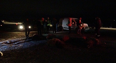 Hafif ticari araç sürüye daldı, 10'dan fazla koyun telef oldu