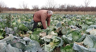 Malatya'da çiftçiler alternatif ürünlerle zararlarını telefi ediyor