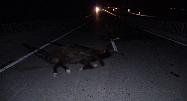 Malatya'da feci olay: Milyonluk taylar karayolunda telef oldu