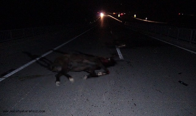 Malatya'da feci olay: Milyonluk taylar karayolunda telef oldu