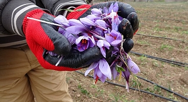 Malatya'da gramı 600 TL olan safran yok satıyor