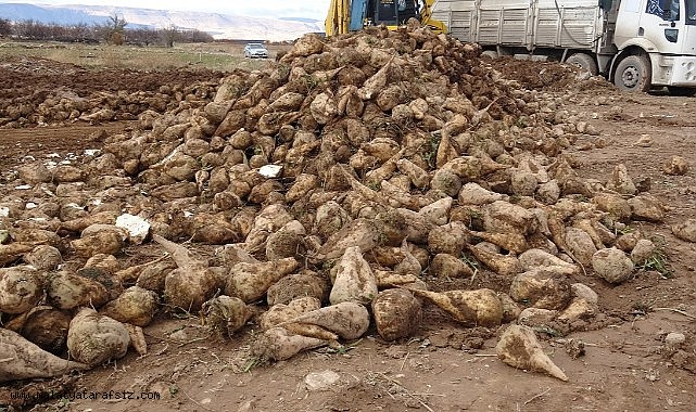 Malatya'da şeker pancarında yüksek verim çiftçinin yüzünü güldürdü